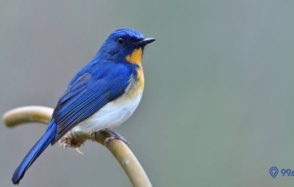 jenis burung tledekan yang paling bagus