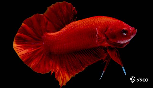 8 Jenis Ikan Cupang Hellboy dan Ciri-cirinya. Coraknya Sangat Indah!