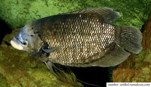 8 Jenis Ikan Gurame yang Ada di Indonesia. Bisa Jadi Bisnis dengan Laba Besar!