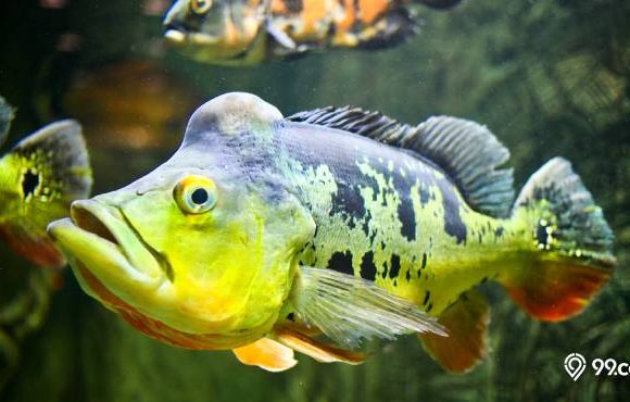 jenis ikan pbass