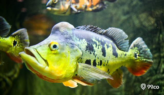 jenis ikan pbass