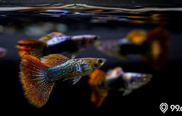 8 Makanan Ikan Guppy Terbaik untuk Pertumbuhan Maksimal. Berkualitas!