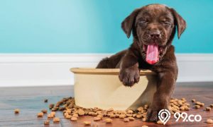 rekomendasi makanan anjing terbaik