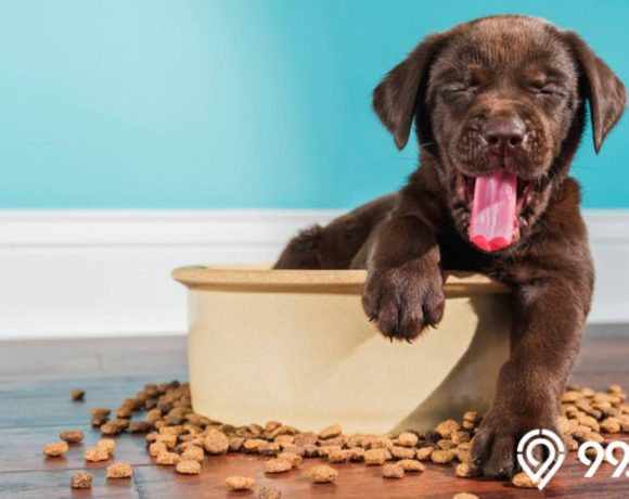 13 Rekomendasi Merek Makanan Anjing Terbaik Tahun 2024