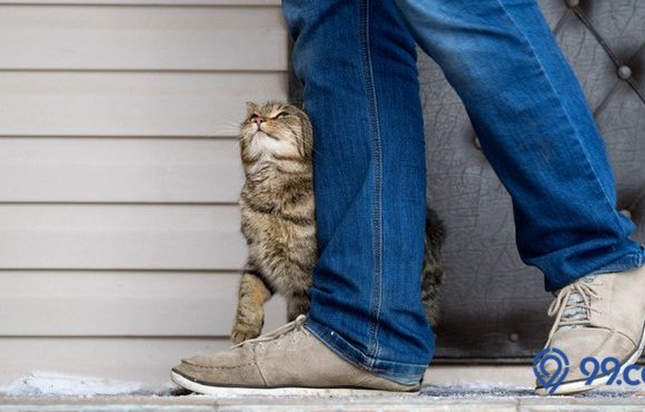 alasan kucing mengikuti kita ke kamar mandi