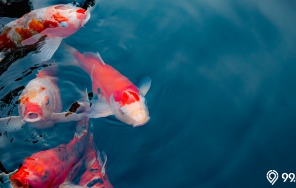 Ciri Ciri Ikan Koi Berkualitas Tinggi yang Harus Diketahui. Lengkap!