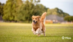 Harga Anjing Golden Retriever di Indonesia Terbaru 2022. Lengkap dari Non Stambum hingga Stambum!