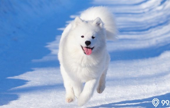 harga anjing samoyed