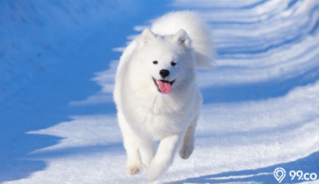 harga anjing samoyed