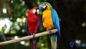 Daftar Harga Burung Macaw Terbaru 2022, Mulai Rp11 Juta hingga Ratusan Juta. Lengkap! Daftar Harga Burung Macaw Terbaru 2022, Mulai Rp11 Juta hingga Ratusan Juta. Lengkap!