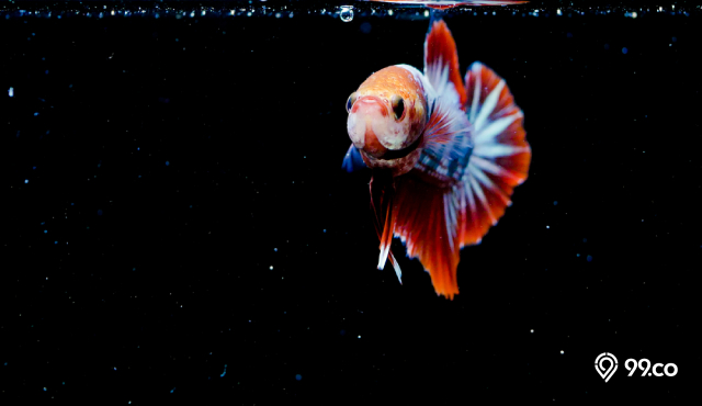 jenis ikan cupang fccp