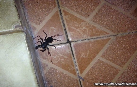 cara mengusir kalajengking di kamar mandi