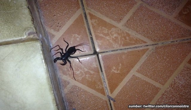 8 Cara Mengusir Kalajengking di Kamar Mandi secara Aman. Enggak Bakal Datang Lagi!