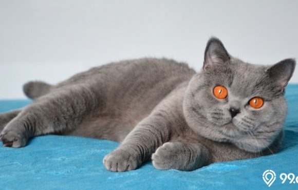 kucing abu abu