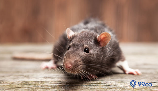 minyak esensial pembasmi tikus