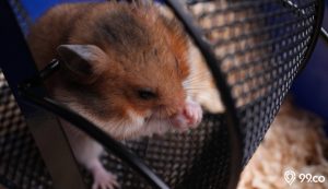 cara membersihkan kandang hamster