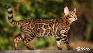 8 Cara Merawat Kucing Bengal dengan Baik. Buat si Meng Lebih Sehat dan Panjang Umur!