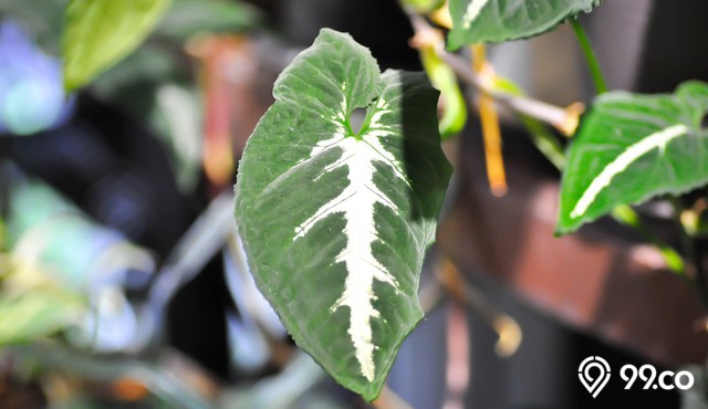 6 Cara Merawat Syngonium dengan Benar. Bikin Tanamannya Tetap Indah dan Hidup Lebih Lama!