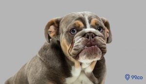 Daftar Harga Anjing Bulldog Anakan dan Besar di Indonesia 2022. Cocok Jadi Anjing Keluarga!