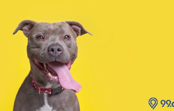 Harga Anjing Pitbull Indonesia hingga Impor Terbaru 2022. Lengkap!