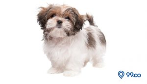 Harga Anjing Shih Tzu di Indonesia Terbaru 2022. Lengkap, dari Anak-Anak hingga Dewasa!