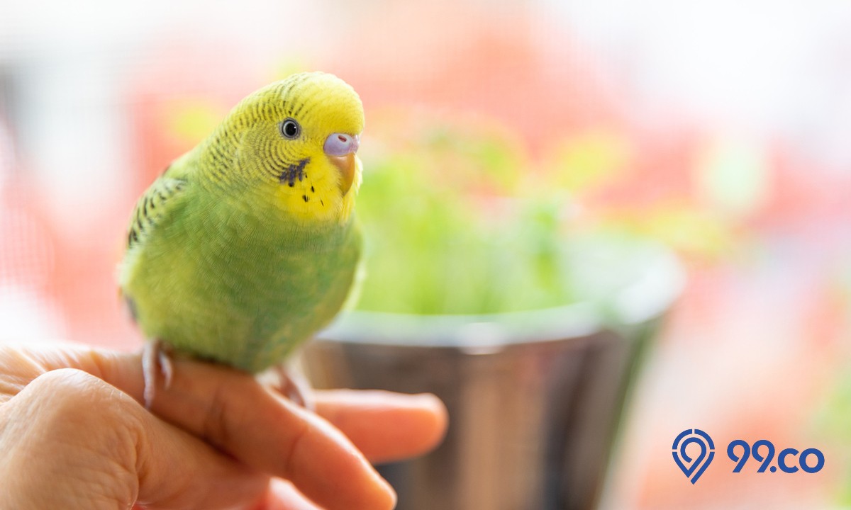 8 Jenis Burung Parkit Populer yang Dapat Dipelihara di Rumah. Lengkap dengan Harga dan Cara Merawatnya!
