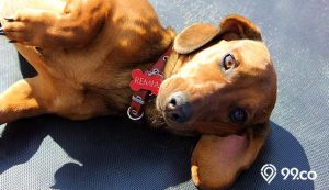 45 Ide Nama Anjing Betina Paling Unik dengan Makna Mendalam. Mudah untuk Diingat!