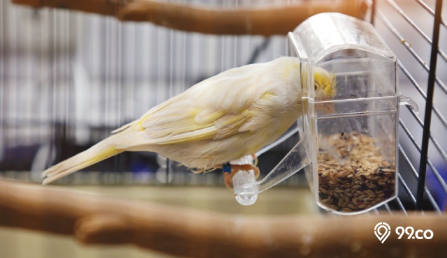 7 Makanan Burung Kenari biar Cepat Gacor. Mudah Didapat!