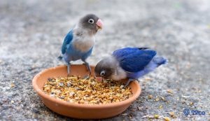 8 Makanan Burung Lovebird biar Cepat Gacor. Mudah Didapat!