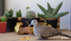 22 Jenis Makanan Burung Perkutut yang Bagus agar Cepat Gacor