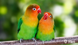 7 Manfaat Burung bagi Lingkungan Rumah. Sudah Tahu?