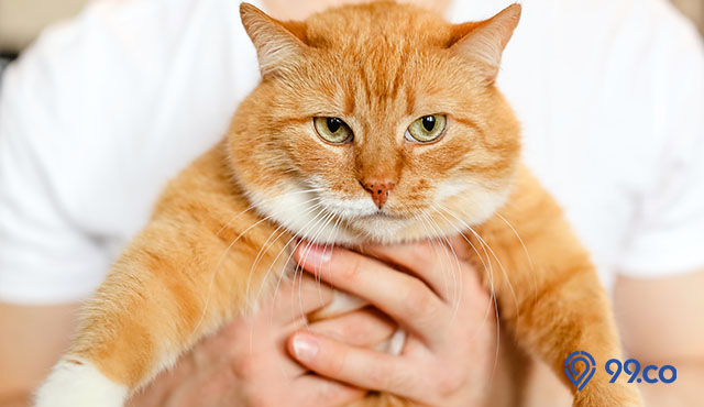 ide nama kucing oren