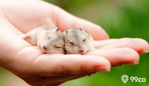 cara merawat bayi hamster
