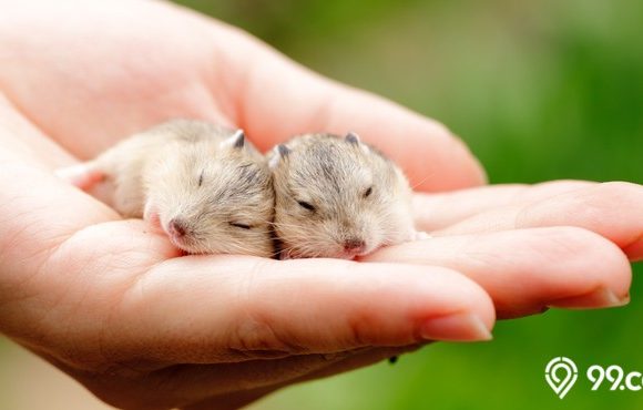 cara merawat bayi hamster