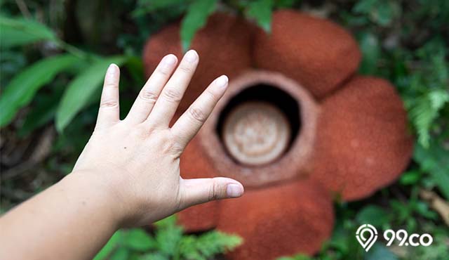 5 Jenis Bunga Terbesar di Dunia dan Habitatnya. Ada yang dari Indonesia, lo!