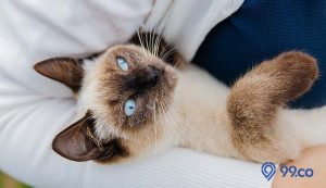 4 Jenis Kucing Siam yang Cocok Jadi Peliharaan. Lengkap dengan Cara Merawatnya!