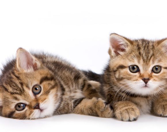 ide nama kucing kembar