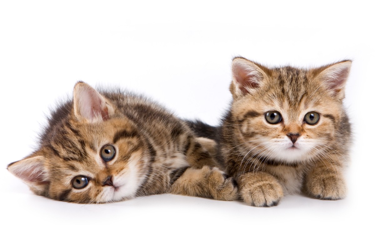 ide nama kucing kembar
