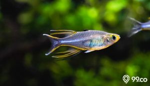 6 Jenis Ikan Rainbow Populer untuk Peliharaan di Rumah. Lengkap dengan Cara Merawatnya!