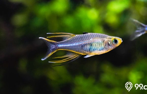 6 Jenis Ikan Rainbow Populer untuk Peliharaan di Rumah. Lengkap dengan Cara Merawatnya!