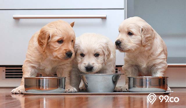 makanan terbaik untuk anak anjing