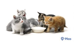 Makanan Anak Kucing yang Aman Diberikan dan Bergizi untuk Anabul. Cat Lovers Wajib Tahu!
