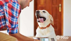 8 Rekomendasi Makanan Anjing Kampung yang Praktis. Nutrisinya Terjamin!