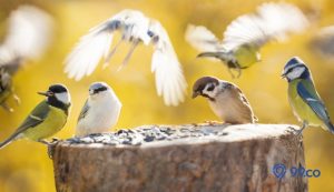 7 Jenis Makanan Burung Pipit yang Mudah Didapat. Bikin Kicauan Lebih Merdu!