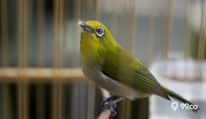 7 Makanan Burung Pleci biar Gacor dan Suaranya Keras. Siap Jadi Juara Lomba!