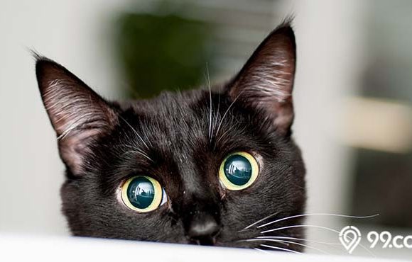 daftar ide nama kucing hitam