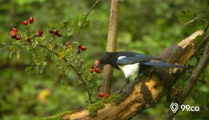 10 Makanan Burung Kacer yang Biar Cepat Gacor. Pasti Menang Kontes!