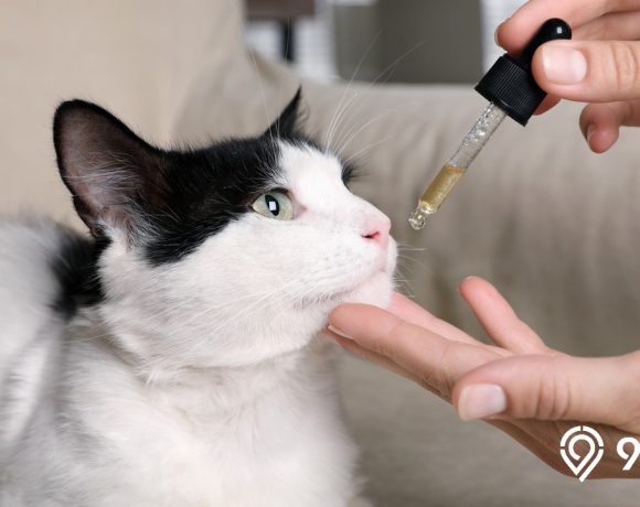 vitamin kucing yang bagus