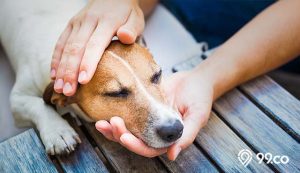 7 Cara Mengatasi Anjing Keracunan yang Benar. Penting untuk Kondisi Darurat!