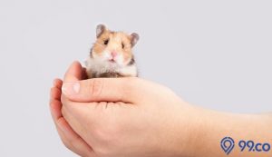 cara menjinakkan hamster